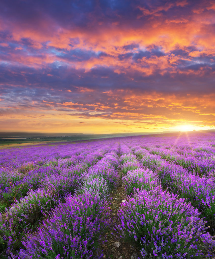Meadow of lavender. | Q4 Consulting
