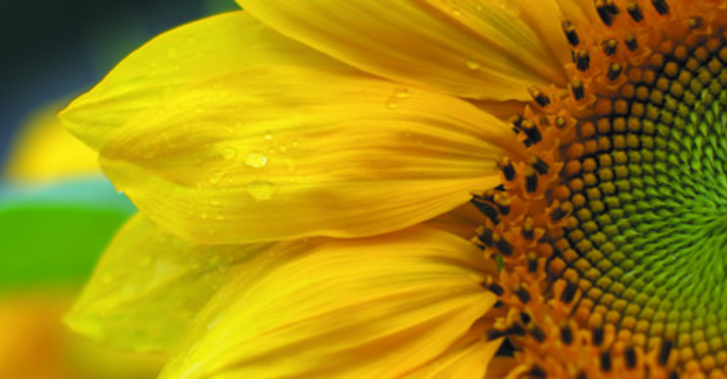 Be the Leader: Act with Clarity, Focus & Empathy (LearnDash Test)