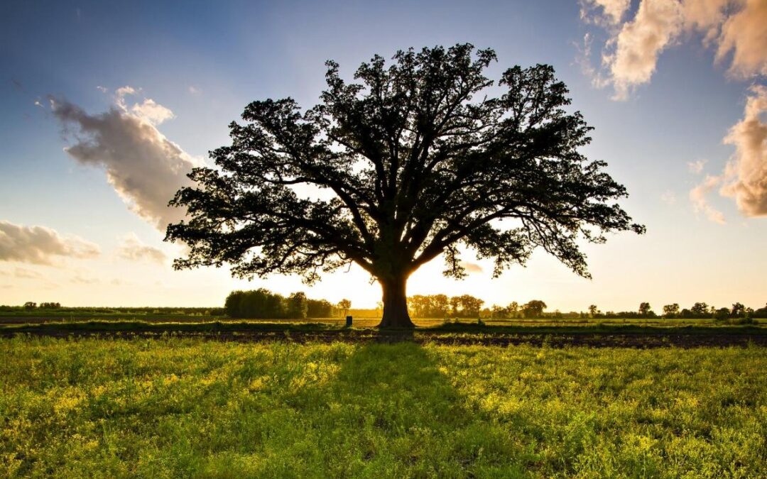 Nature Is Part of You